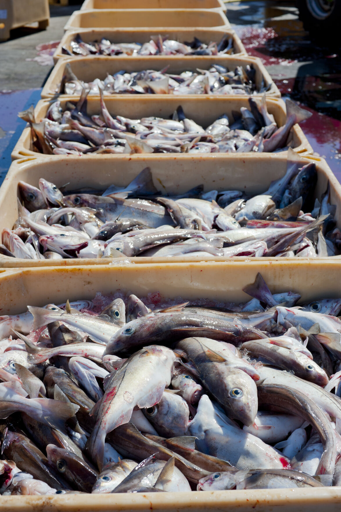 Eat fresh fish like Iceland
